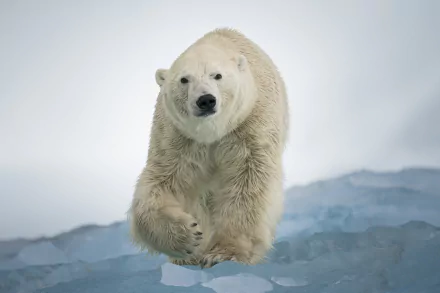 Animal polar bear HD Desktop Wallpaper | Background Image