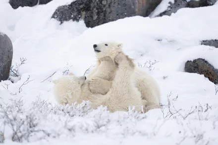 Animal polar bear HD Desktop Wallpaper | Background Image