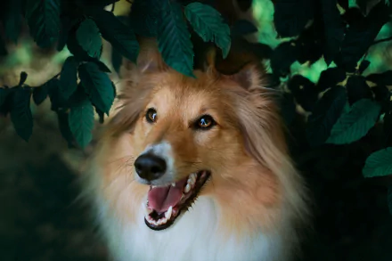 Animal shetland sheepdog HD Desktop Wallpaper | Background Image