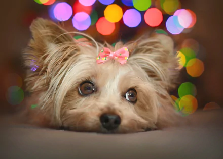 Animal yorkshire terrier HD Desktop Wallpaper | Background Image