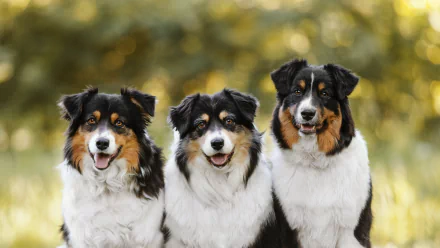 Animal border collie HD Desktop Wallpaper | Background Image