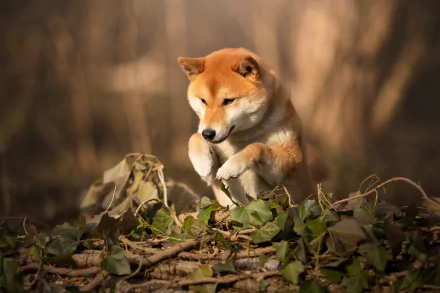 Shiba Inu dog pausing on a leafy forest floor in warm golden light — Animal; 5K Ultra HD PC desktop wallpaper/background.