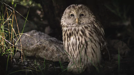 Animal owl HD Desktop Wallpaper | Background Image