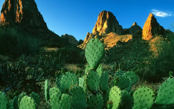 cactus HD Desktop Wallpaper | Background Image