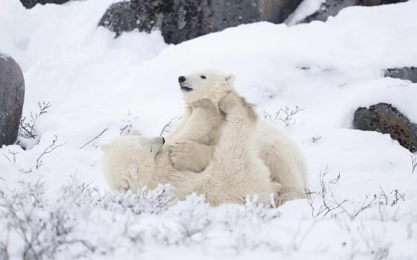 Majestic polar bear against a snowy background.