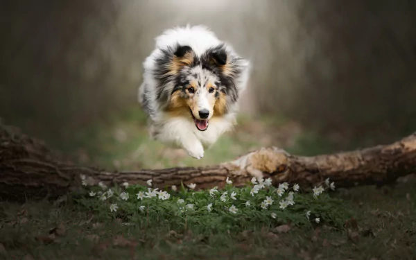 Animal border collie HD Desktop Wallpaper | Background Image