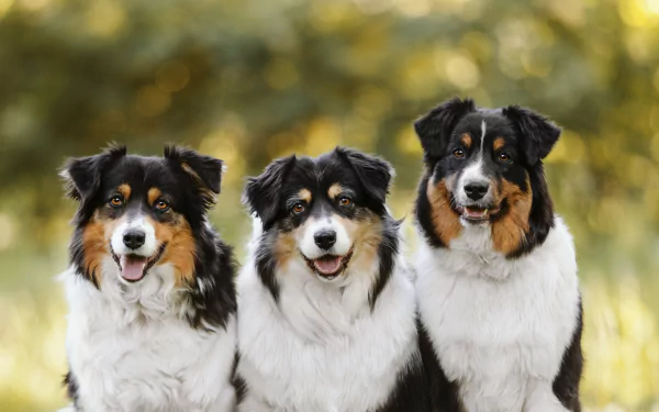 Animal border collie HD Desktop Wallpaper | Background Image