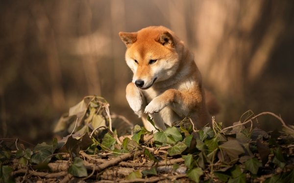 Shiba Inu - Desktop Wallpapers, Phone Wallpaper, PFP, Gifs, and More!