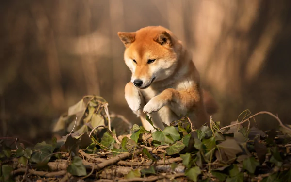 Animal shiba inu HD Desktop Wallpaper | Background Image