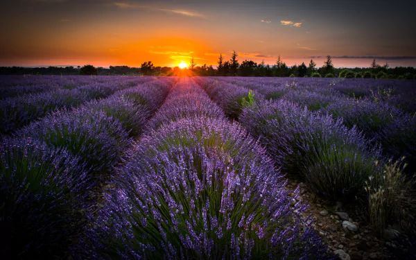 nature lavender HD Desktop Wallpaper | Background Image