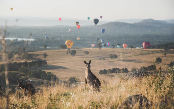 Animal kangaroo HD Desktop Wallpaper | Background Image