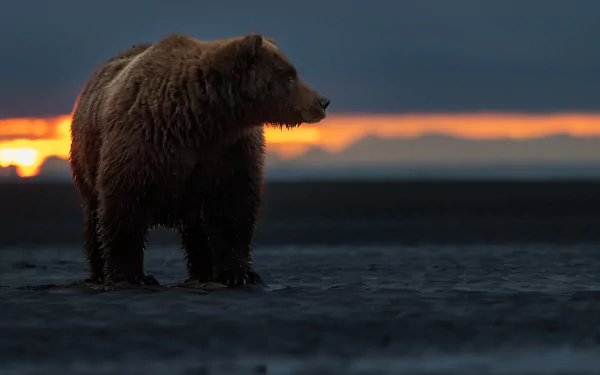 Animal bear HD Desktop Wallpaper | Background Image
