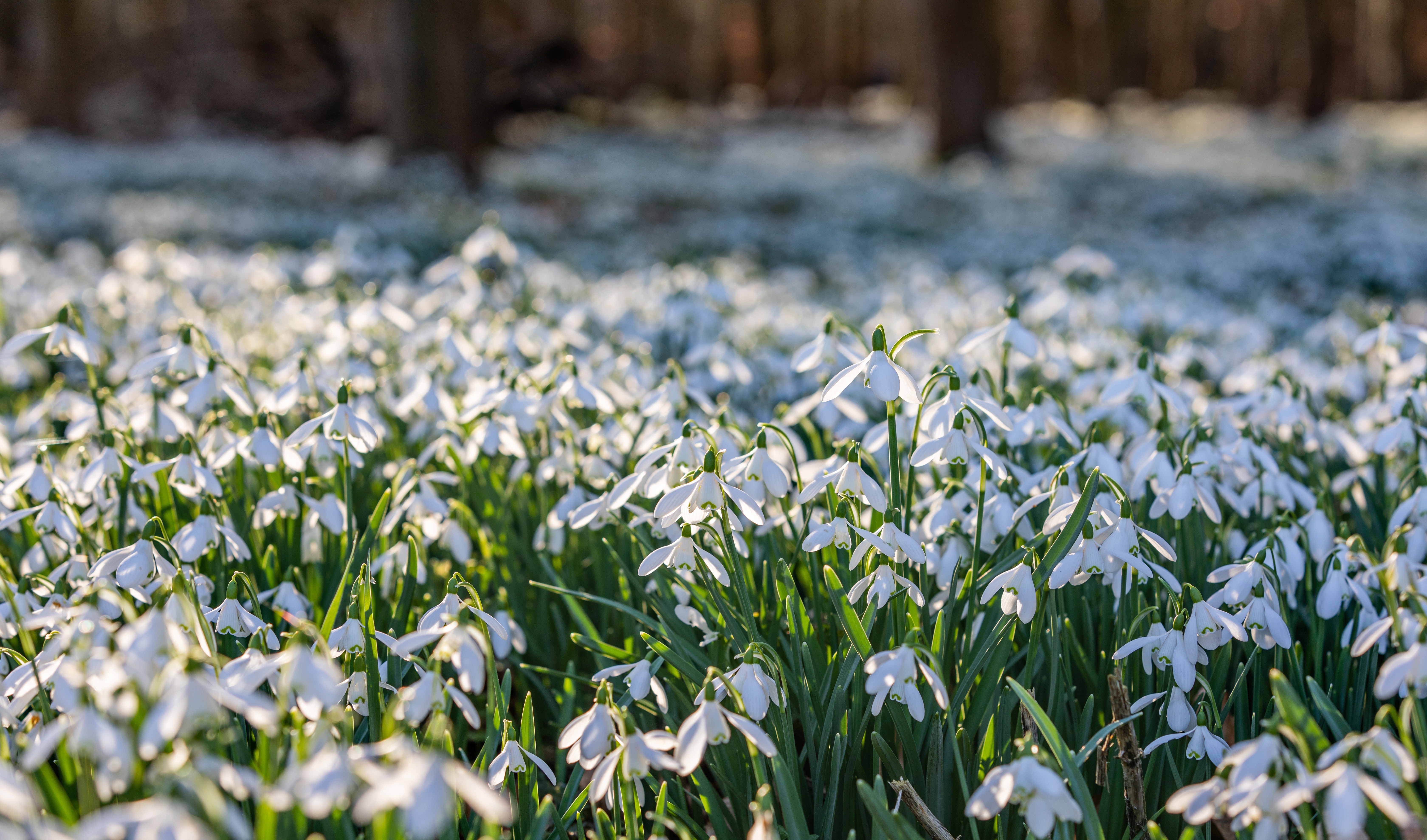 HD wallpaper: Snowdrop, Sunbeam, Garden, Spring, White, flowering, bloom |  Wallpaper Flare