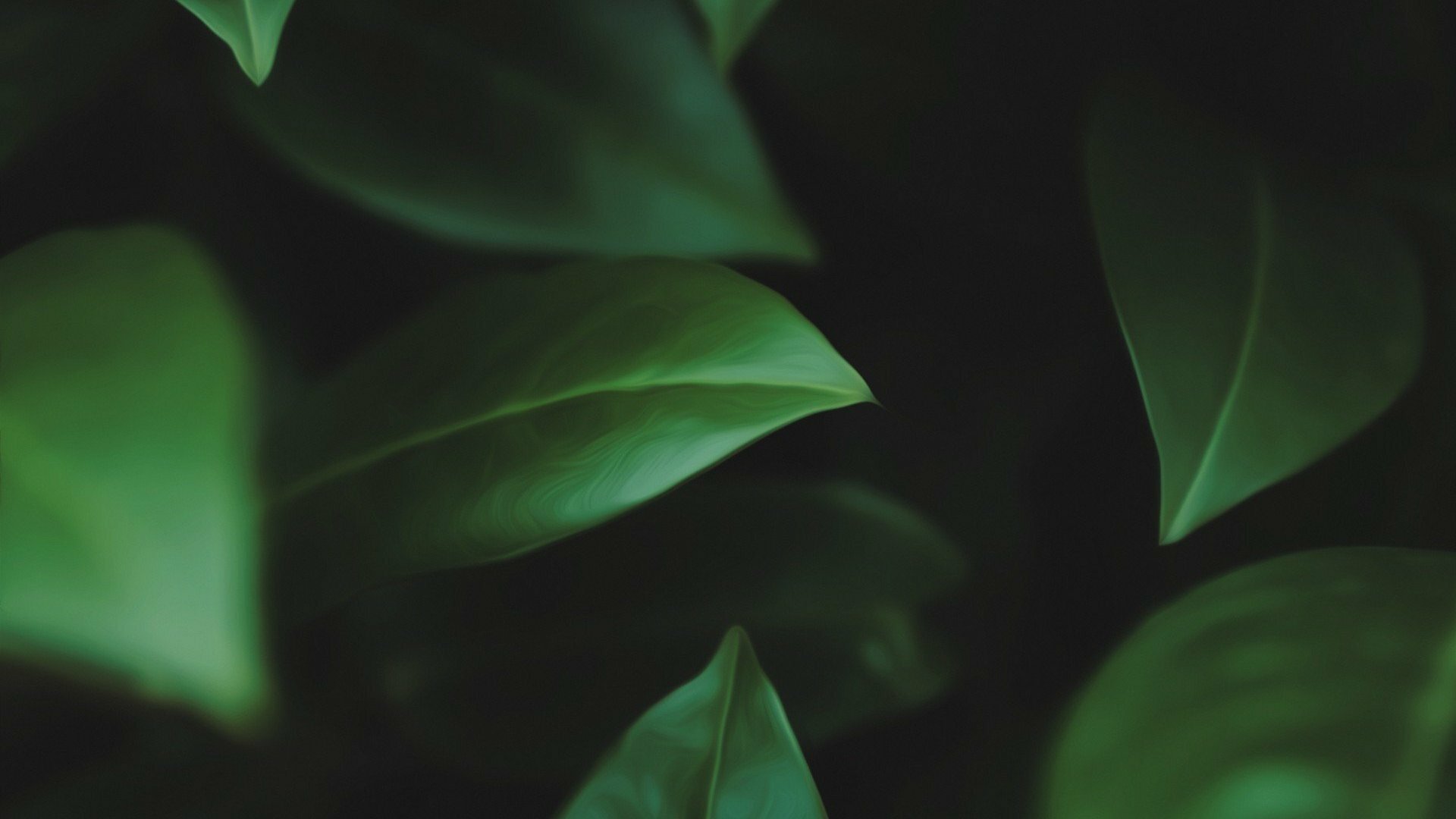 HD PC desktop wallpaper background: close-up of deep green leaves in soft light, a nature leaf motif with a calm, shadowed atmosphere.