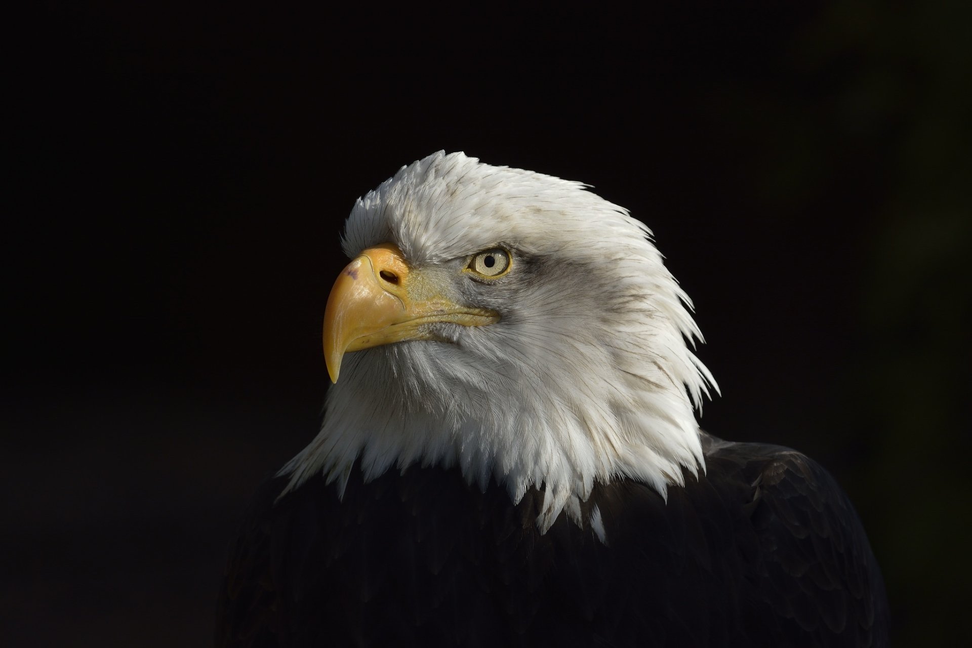 Download Animal Bald Eagle HD Wallpaper