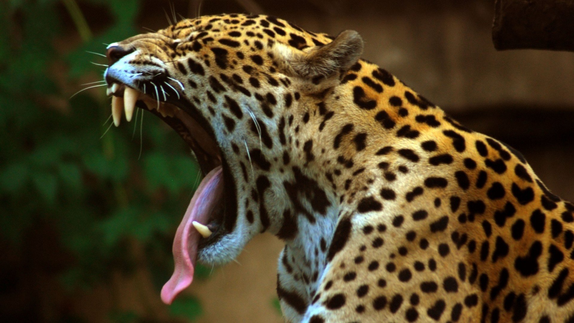 Close-up HD desktop wallpaper of a leopard yawning, showcasing its spotted fur and sharp teeth against a blurred natural background.