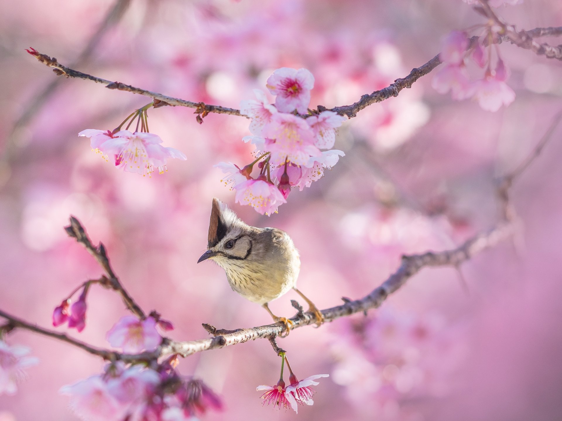 Taiwan yuhina (Yuhina) animal perched on a cherry-blossom branch, soft pink bokeh — 4K Ultra HD PC desktop wallpaper background.