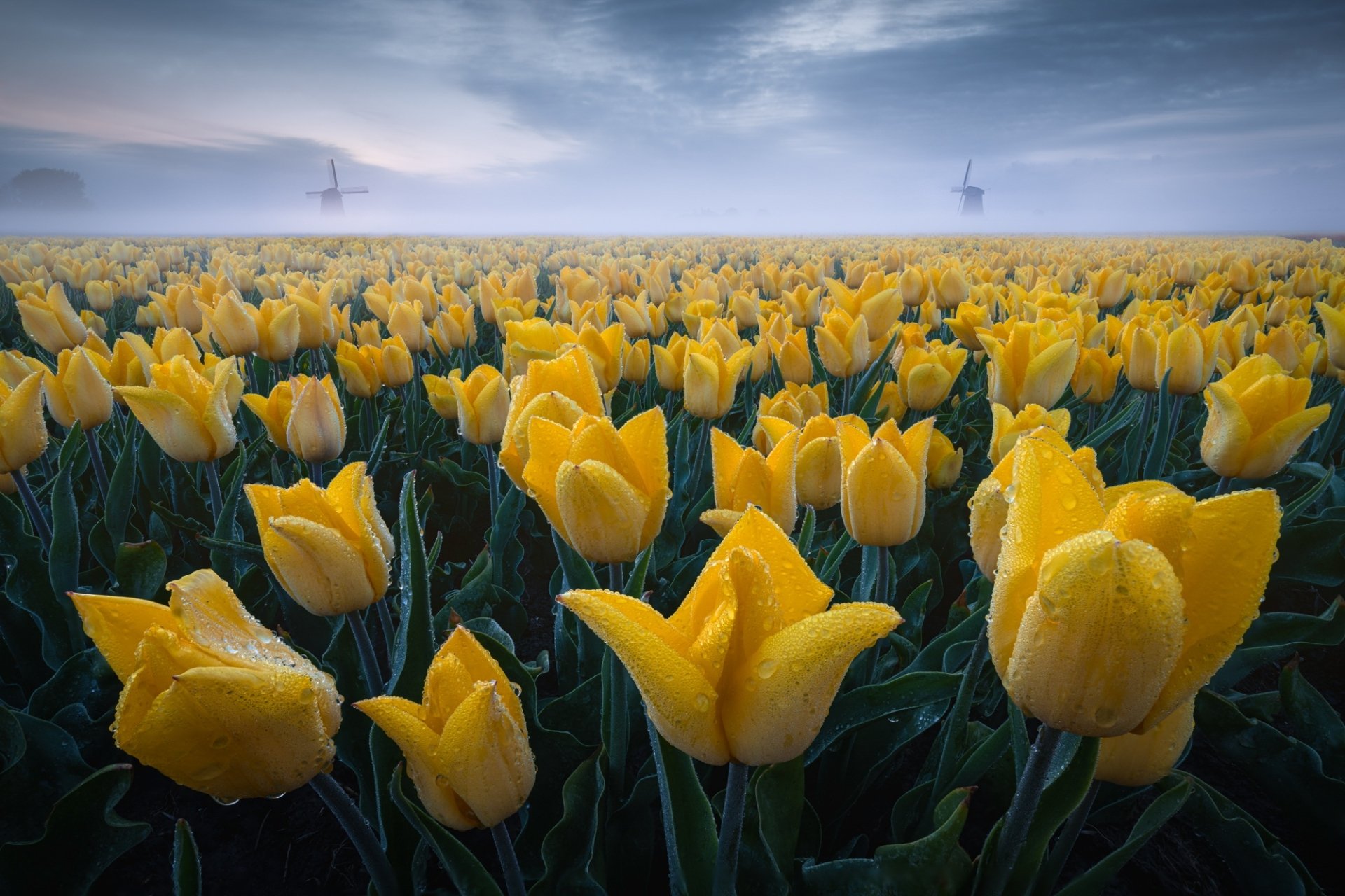 Download Nature Tulip HD Wallpaper