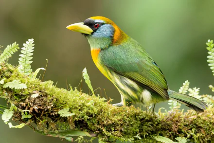  Female Red-headed Barbet (Eubucco bourcierii)