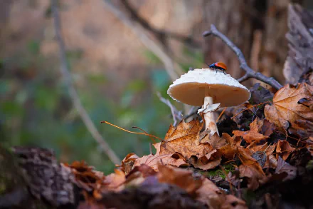 nature mushroom HD Desktop Wallpaper | Background Image