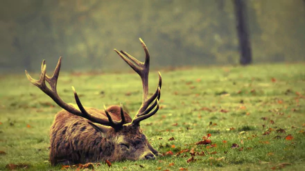 Animal elk HD Desktop Wallpaper | Background Image