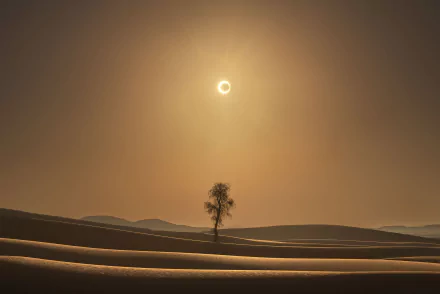 lonely tree nature desert HD Desktop Wallpaper | Background Image