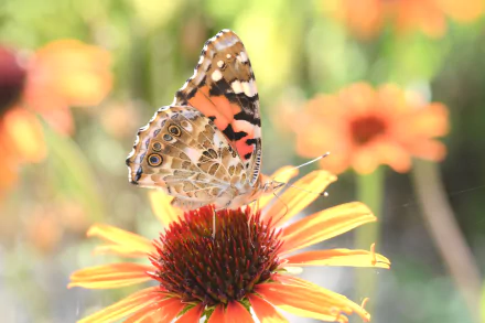 Animal butterfly HD Desktop Wallpaper | Background Image