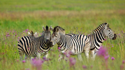 Animal zebra HD Desktop Wallpaper | Background Image