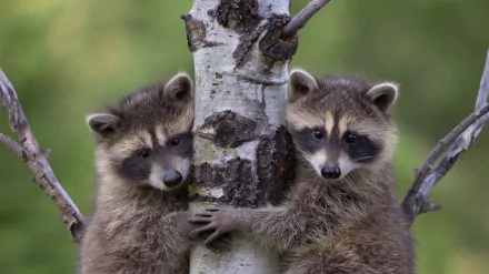  Raccoon babies climbing up a tree by Tim Fitzharris