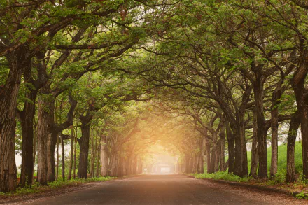 A serene path winding through a vibrant forest, perfect HD desktop wallpaper depicting the beauty of nature.