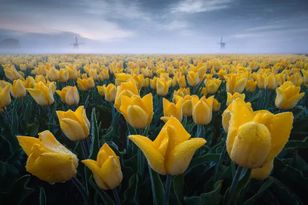 nature tulip HD Desktop Wallpaper | Background Image