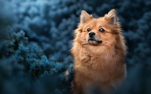Animal Pomeranian HD Desktop Wallpaper | Background Image