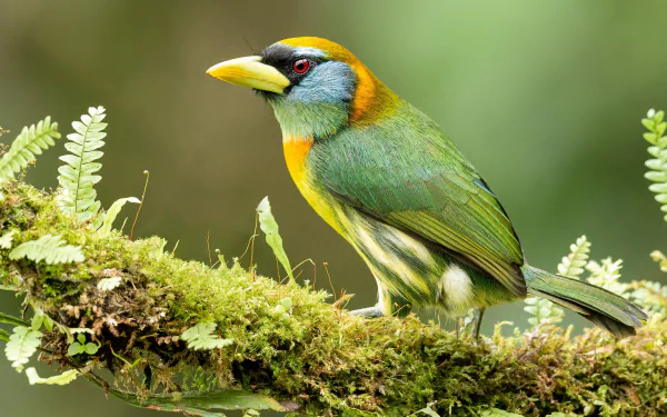  Female Red-headed Barbet (Eubucco bourcierii)