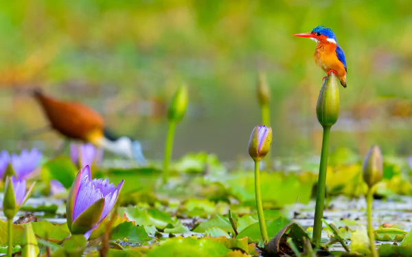Animal kingfisher HD Desktop Wallpaper | Background Image