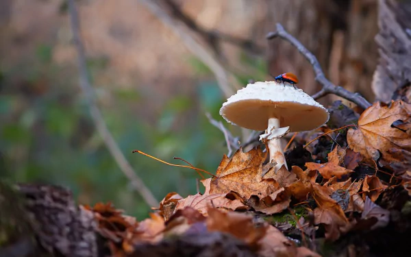 A stunning HD desktop wallpaper featuring a vibrant mushroom in a natural setting, perfect for nature lovers.