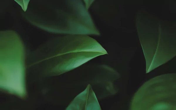 nature leaf HD Desktop Wallpaper | Background Image