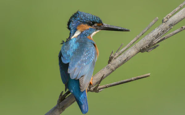 Animal kingfisher HD Desktop Wallpaper | Background Image