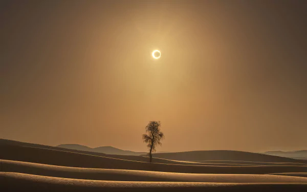 lonely tree nature desert HD Desktop Wallpaper | Background Image