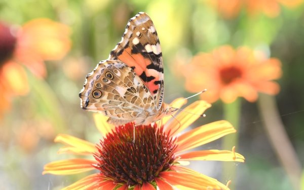 Animal Butterfly HD Wallpaper | Background Image