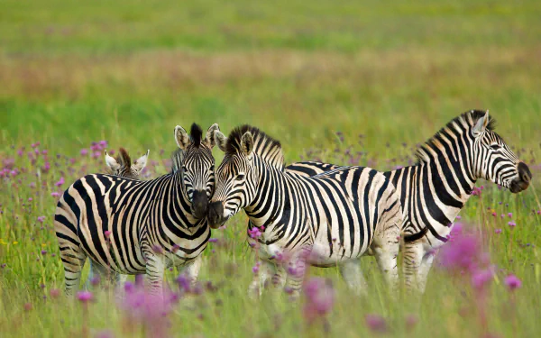 Animal zebra HD Desktop Wallpaper | Background Image