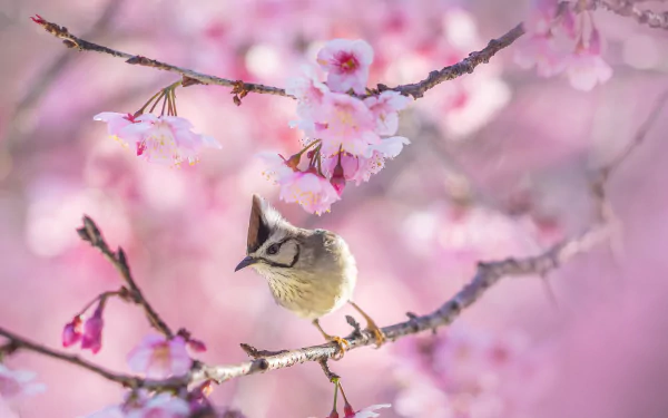 Taiwan yuhina (Yuhina) animal perched on a cherry-blossom branch, soft pink bokeh — 4K Ultra HD PC desktop wallpaper background.
