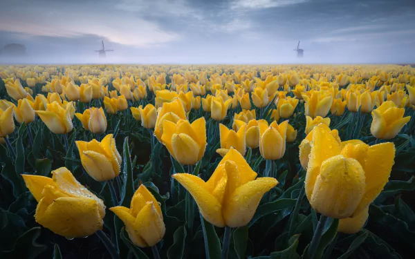 nature tulip HD Desktop Wallpaper | Background Image