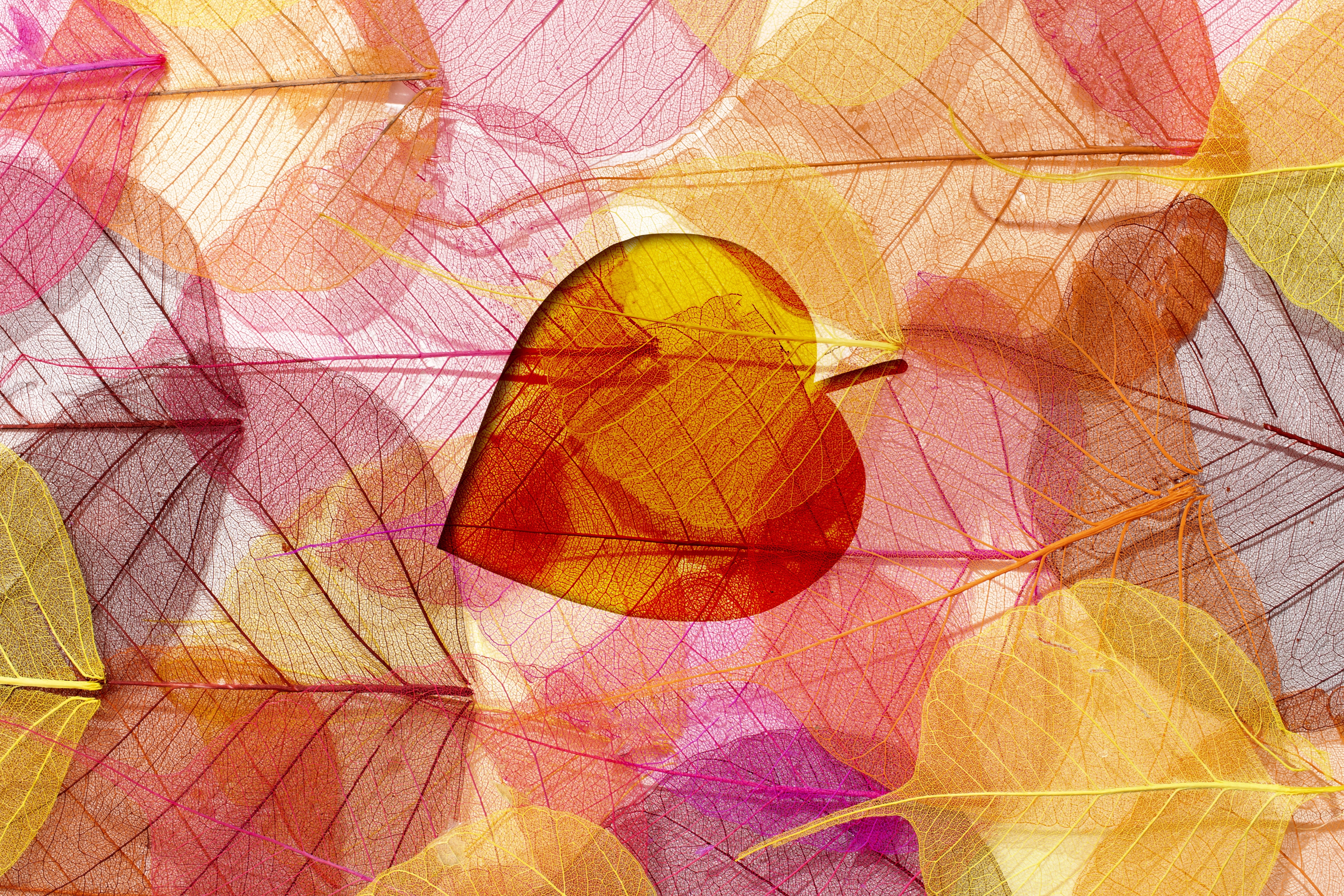 Artistic Leaf HD Wallpaper | Background Image