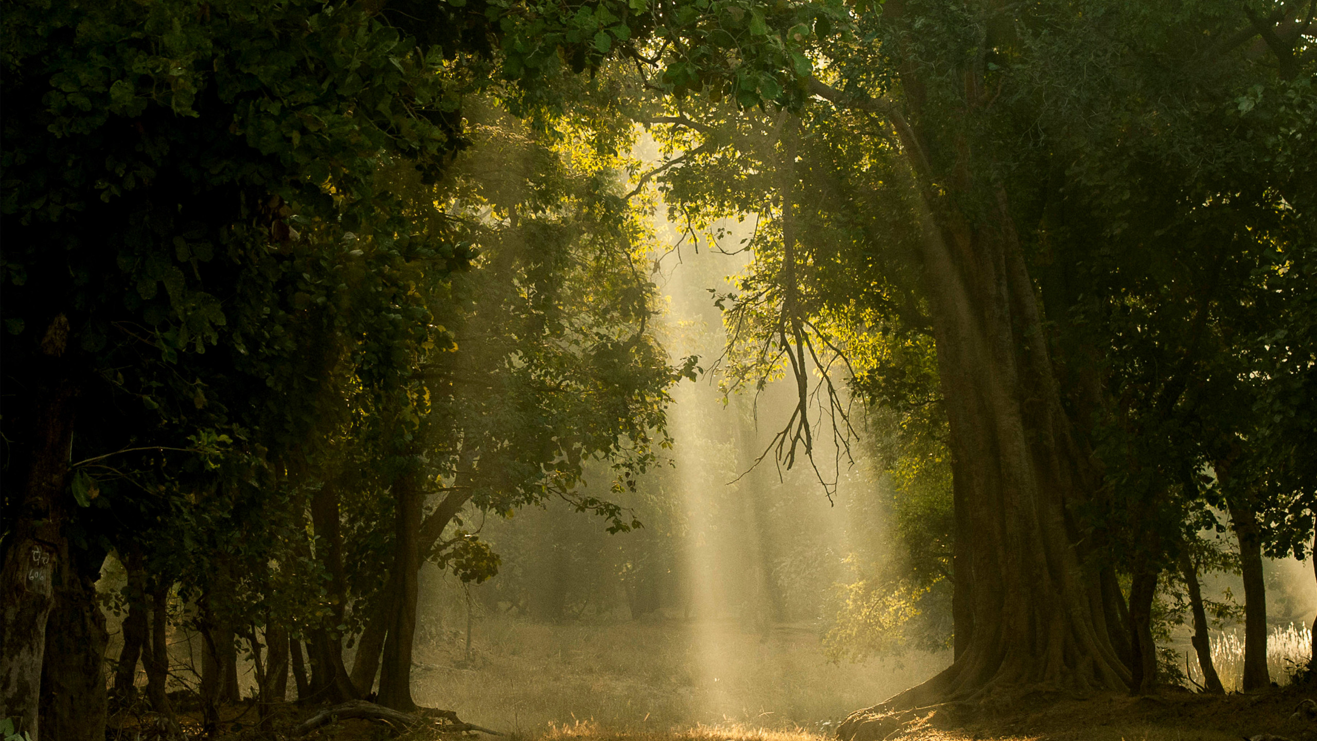 Bandhavgarh National Park 高清壁纸, 桌面背景