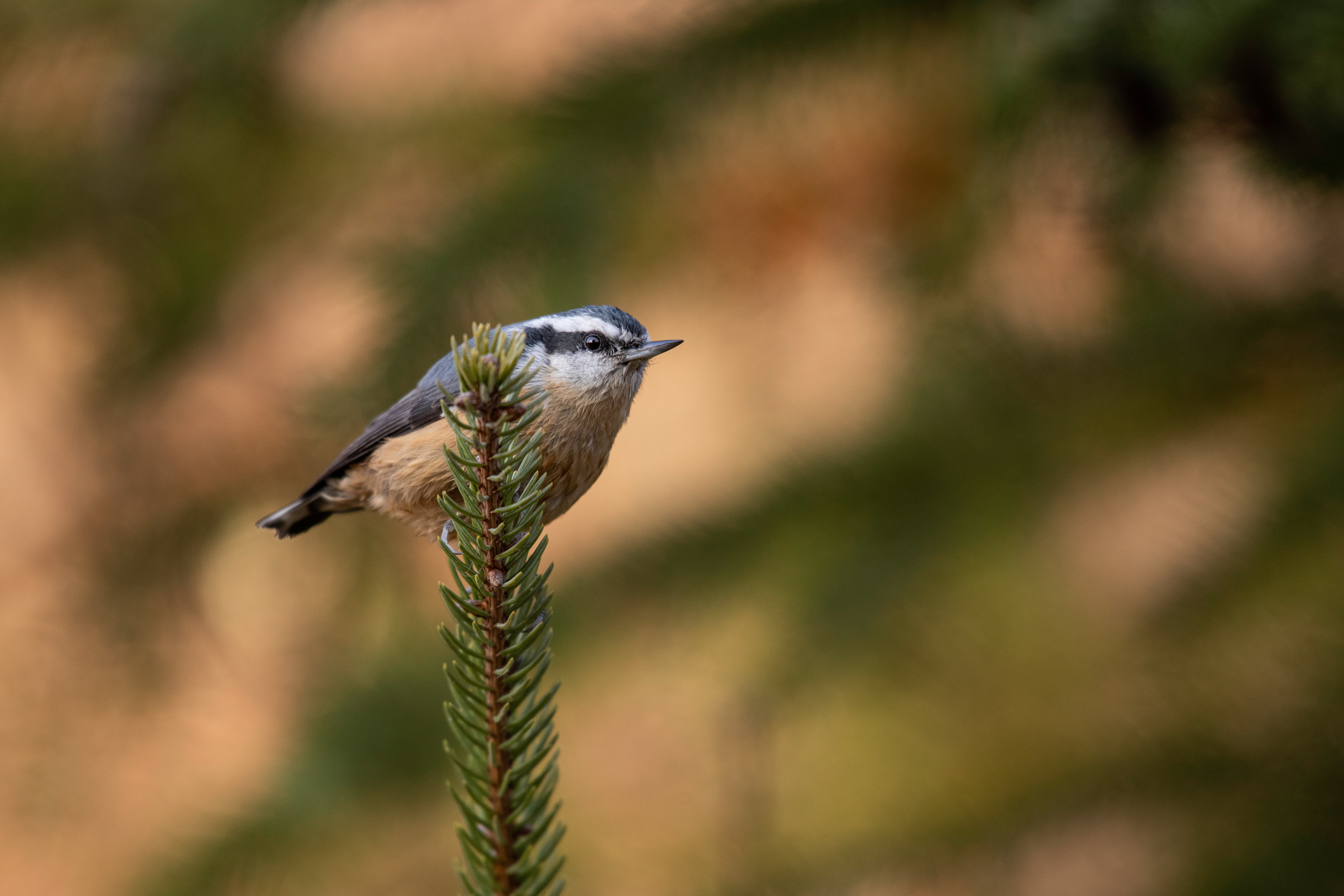 Red-breasted Nuthatch (Sitta canadensis) by Jeremy Hynes