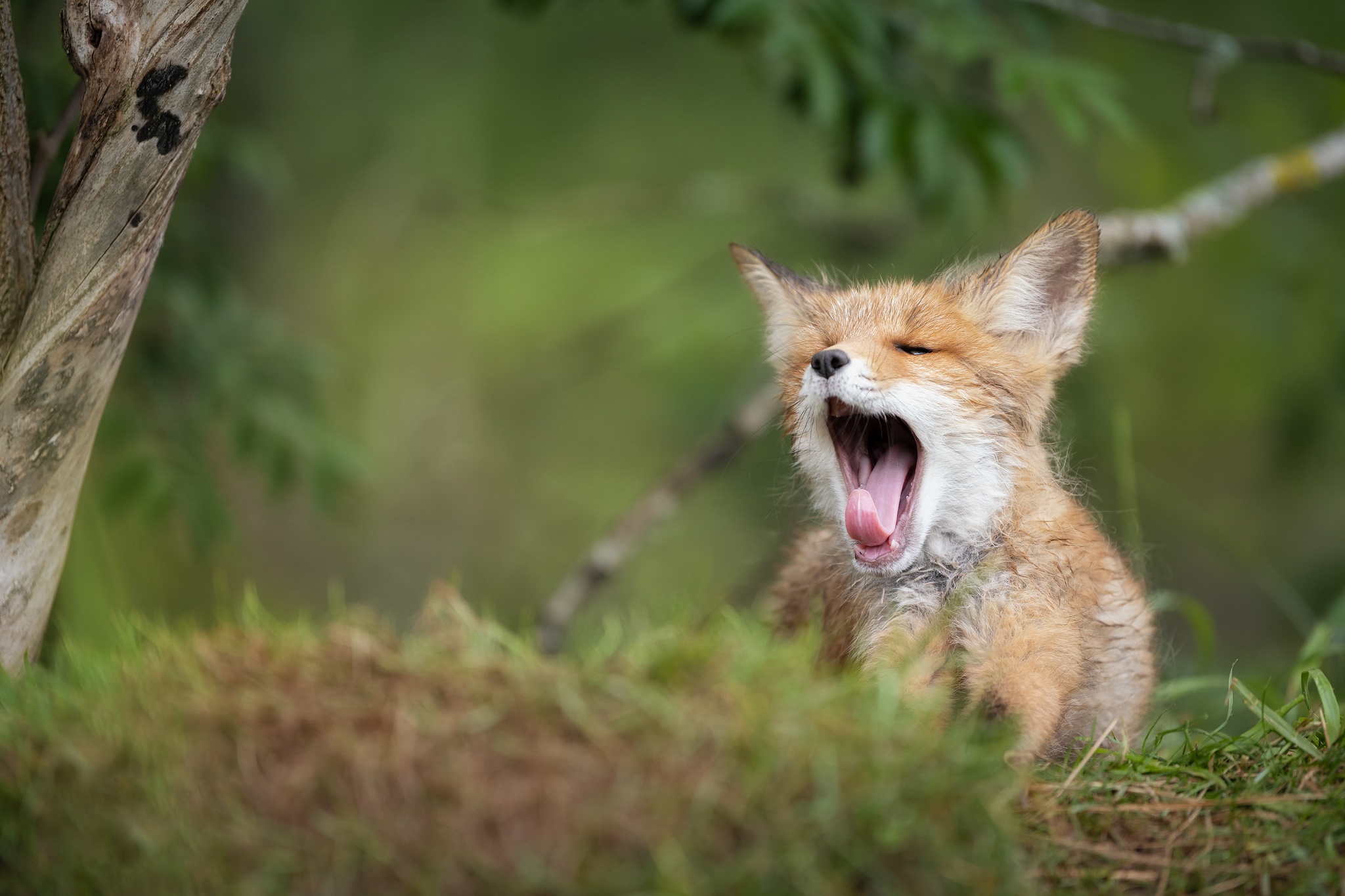 A 4K ultra hd wallpaper of a fox dressed in a computer