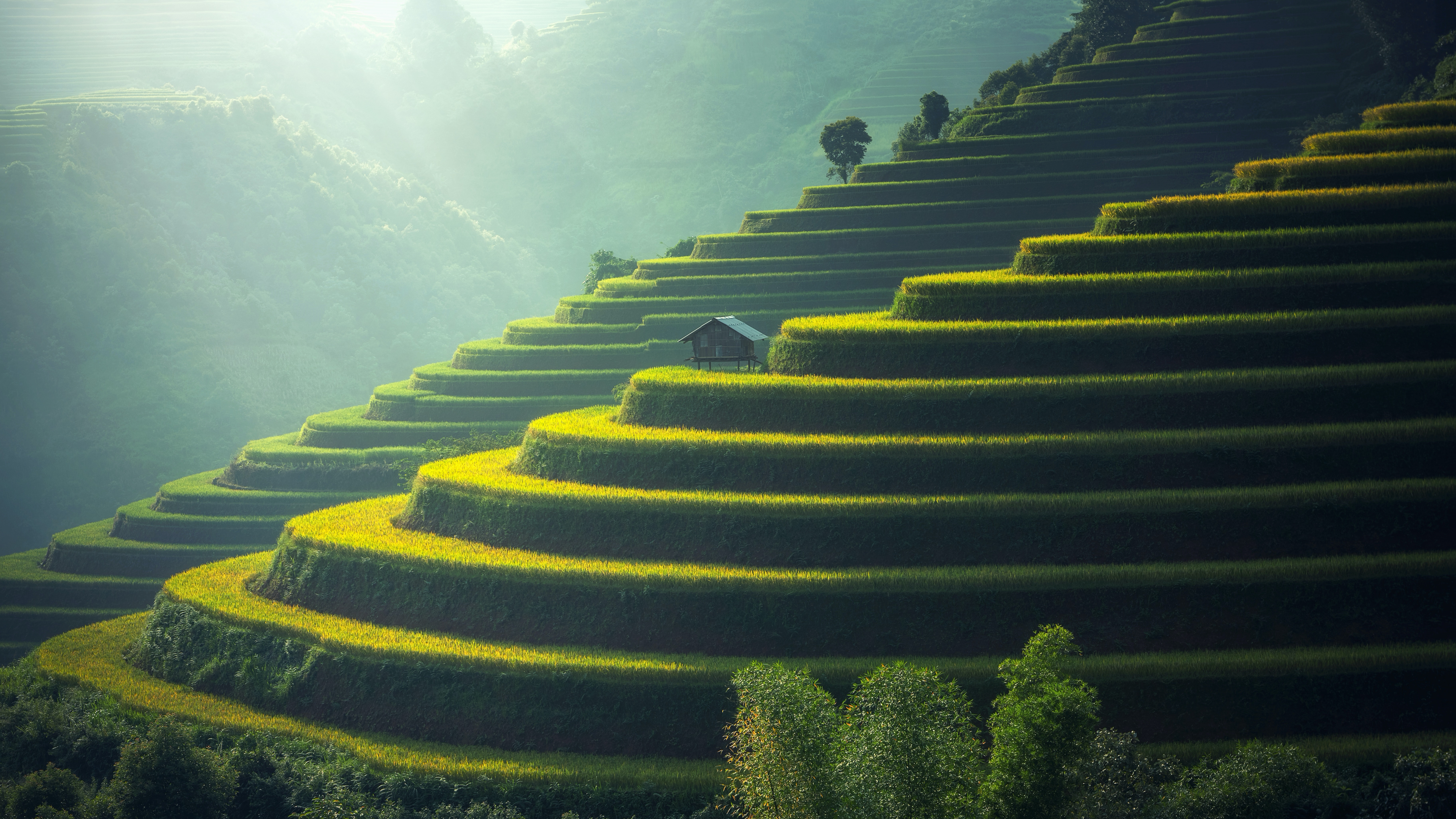 Stepped Rice Paddy Farms on Hillsides