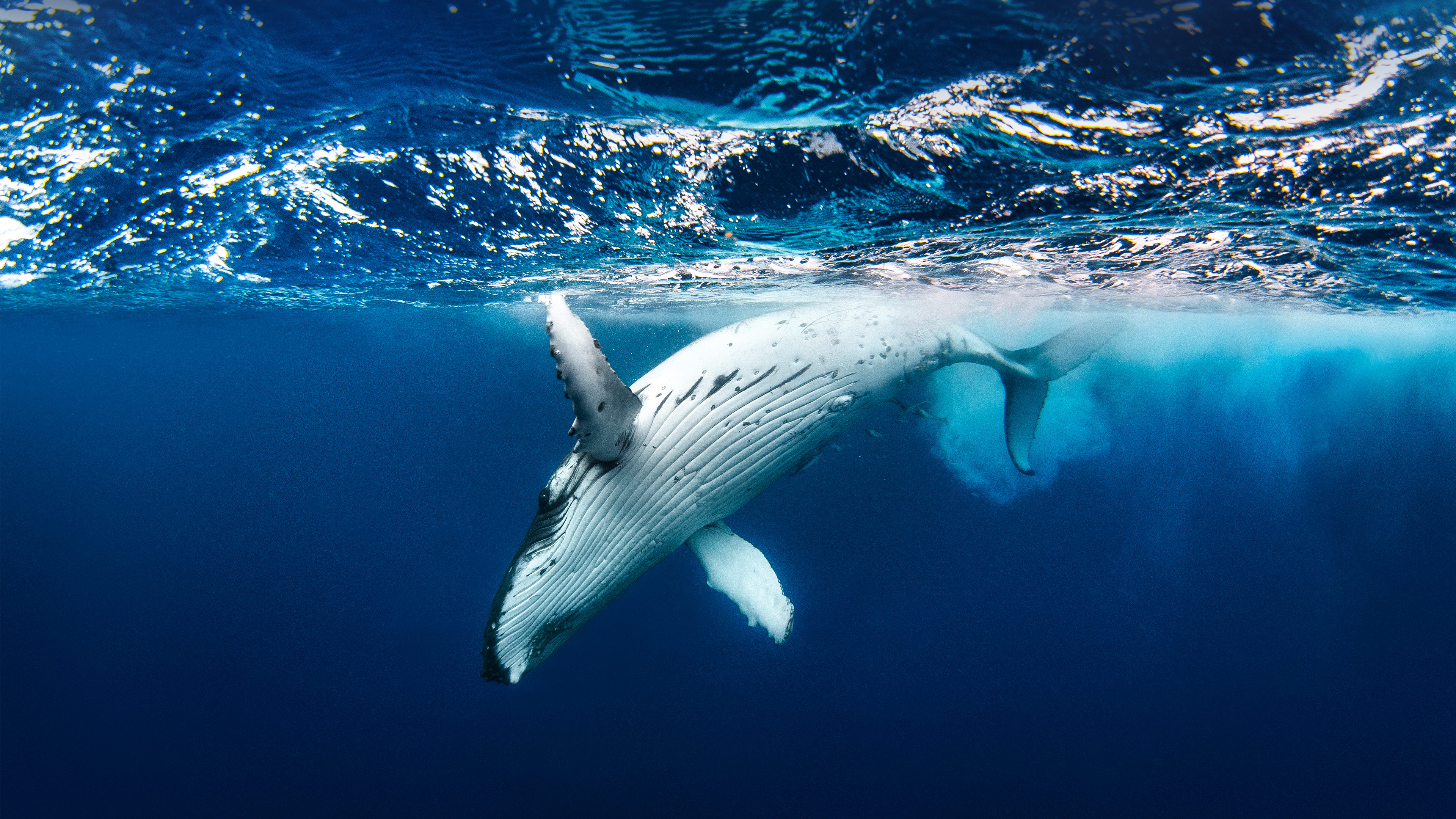 Animal Humpback Whale 4k Ultra HD Wallpaper