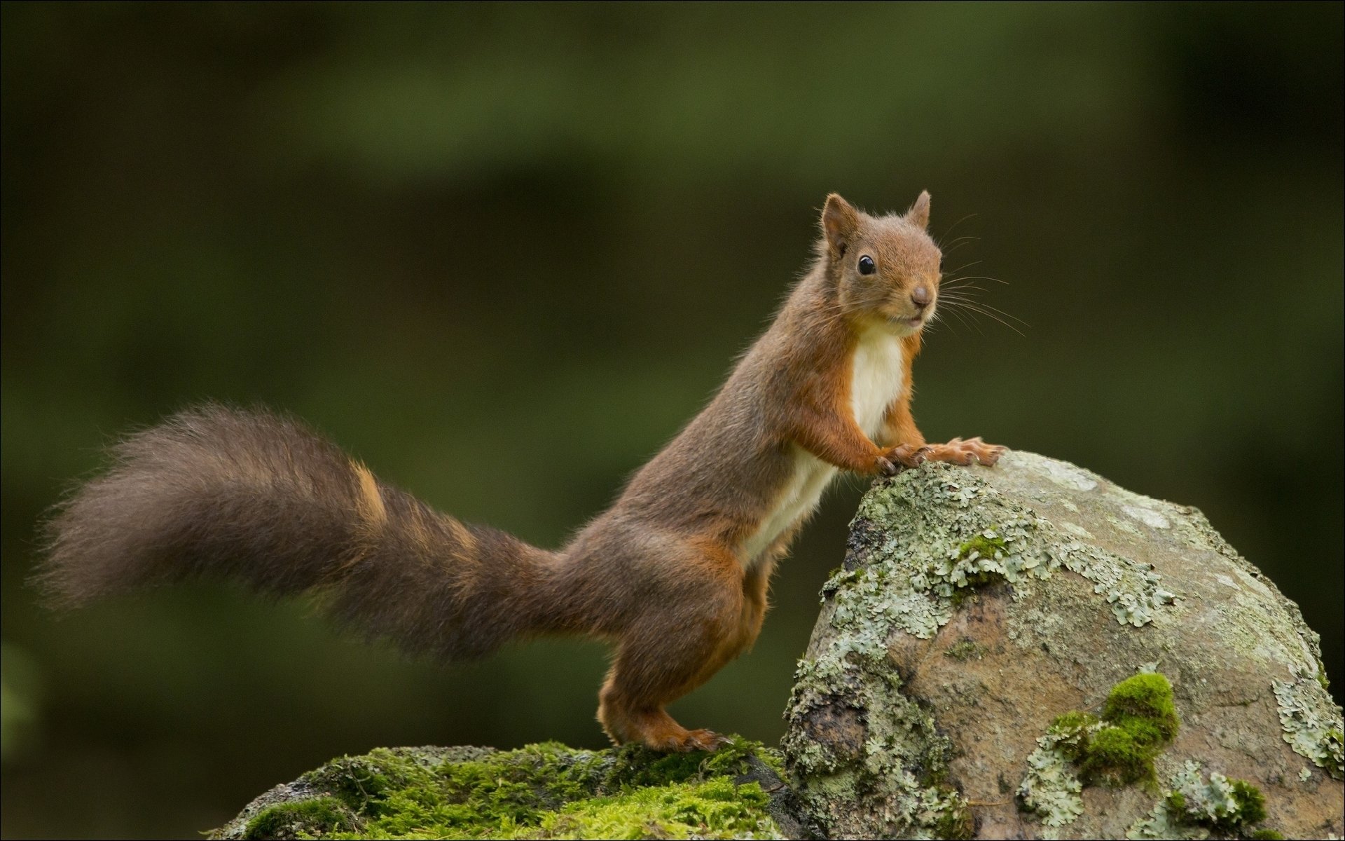 HD desktop wallpaper featuring a squirrel standing on moss-covered rocks against a blurred green background.