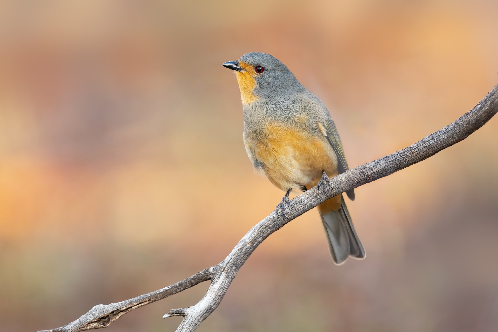A Red-lored Whistler perched on a branch with a soft, blurred background, captured in stunning 4K Ultra HD detail.